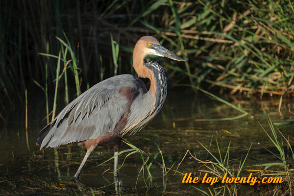 Goliath Heron